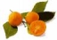 Calamondin's Avatar