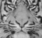 Millionare's Avatar